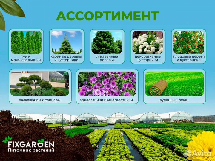 Гортензия метельчатая В ассортименте