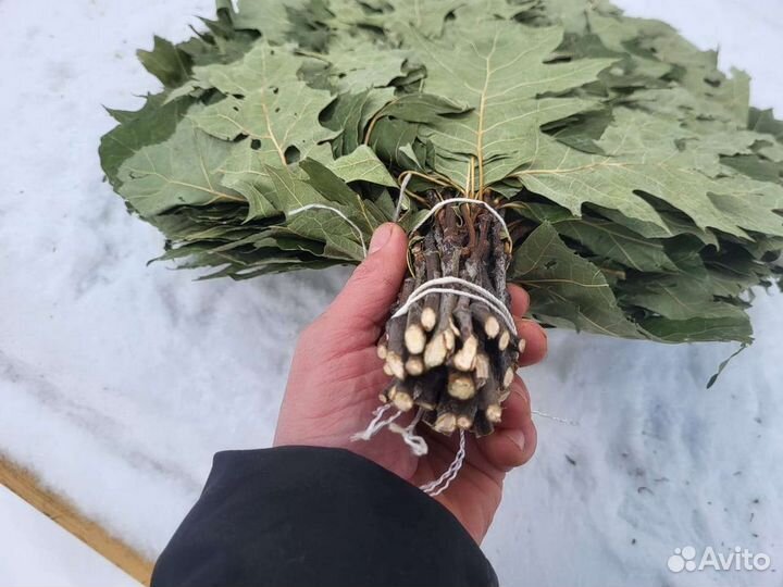 Дубовые веники для бани и сауны