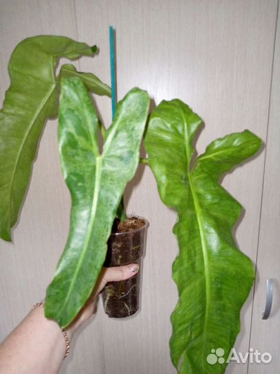 Комнатные растения цветы