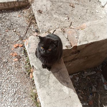 Бурмилла, взрослый кот