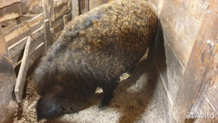 Поросята Венгерской мангалицы