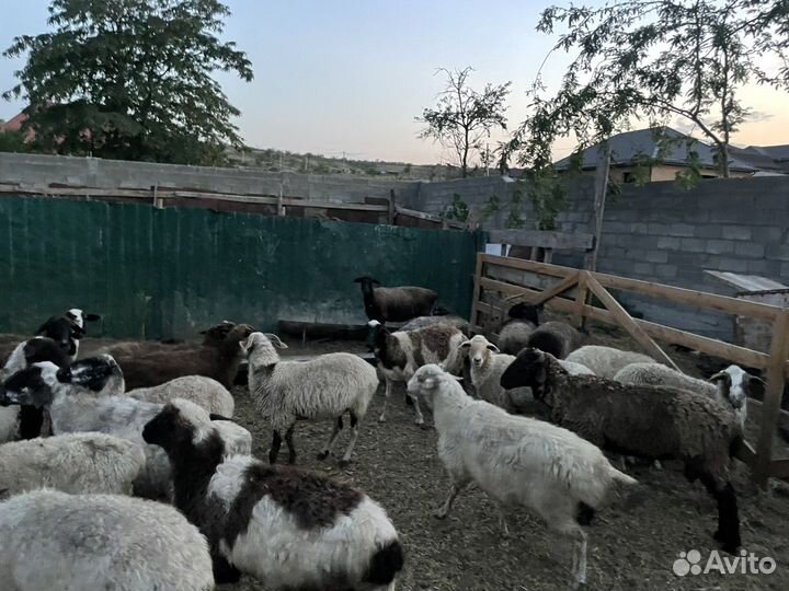 Бараны и Крс