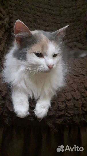 Кошки и кот