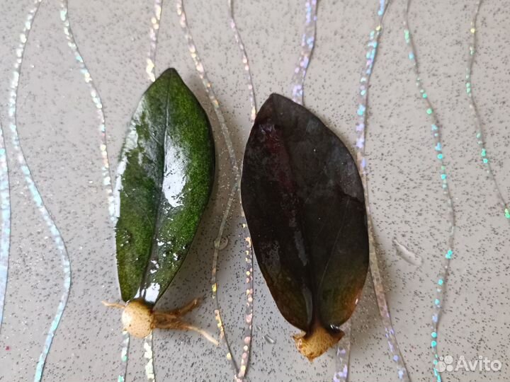 Замиокулькас равен, супер нова