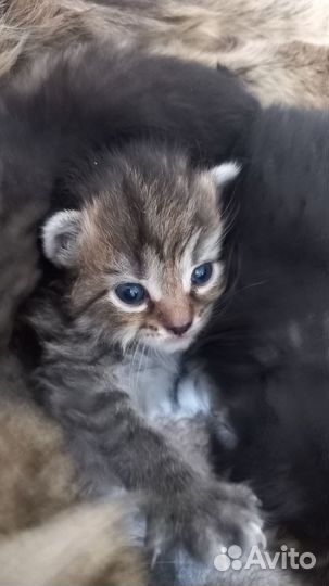 Котенок в добрые руки