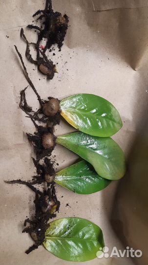 Замиокулькас