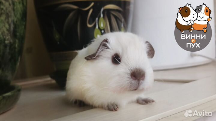 Девочка морская свинка Калифорния