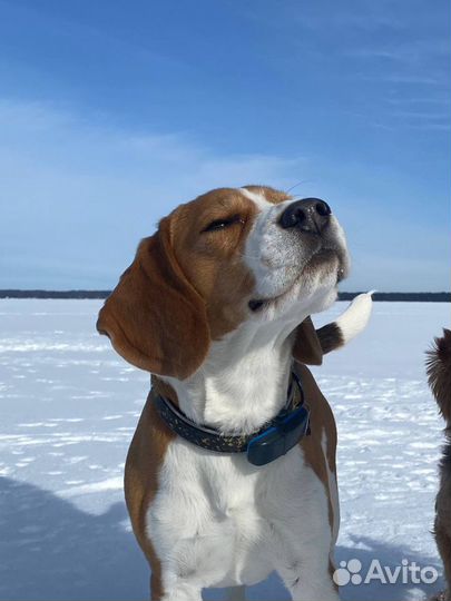 Бигль вязка