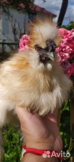 Петушок шелковый