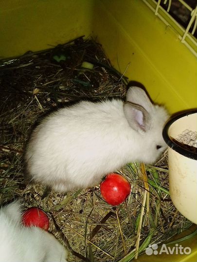 Декоративные кролики