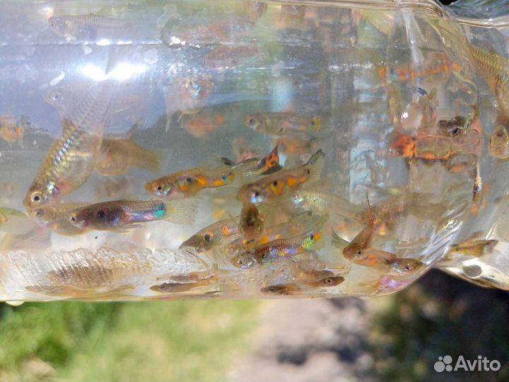 Аквариумная рыбка гуппи