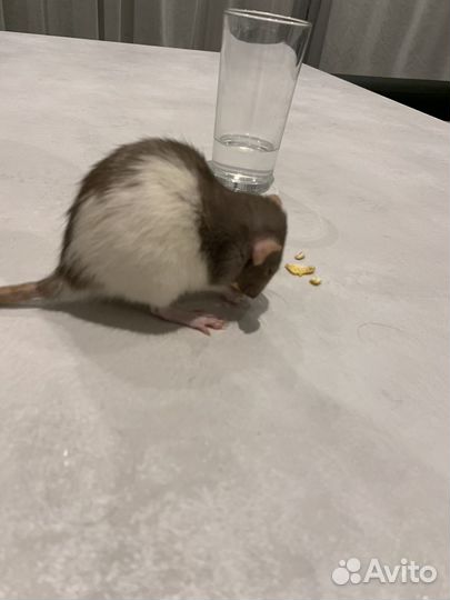 Крысы бесплатно