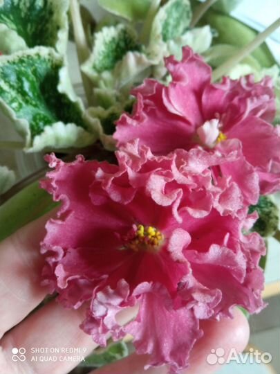 Фиалка сортовая