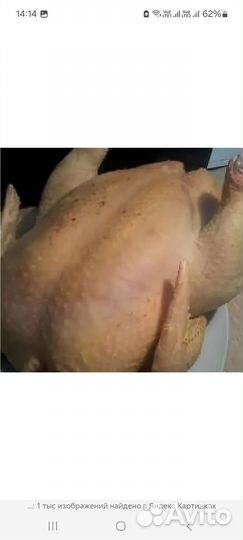 Кура домашняя