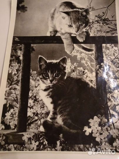 Ретро фото котики