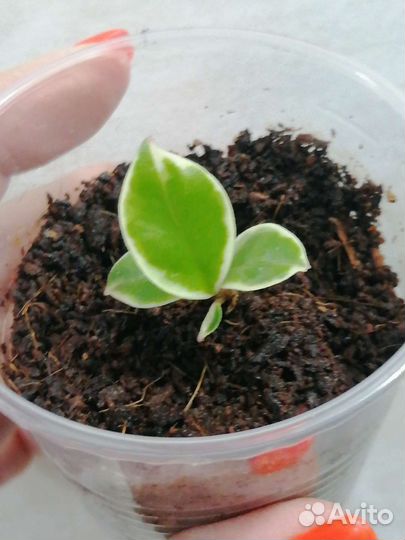 Хойи разные