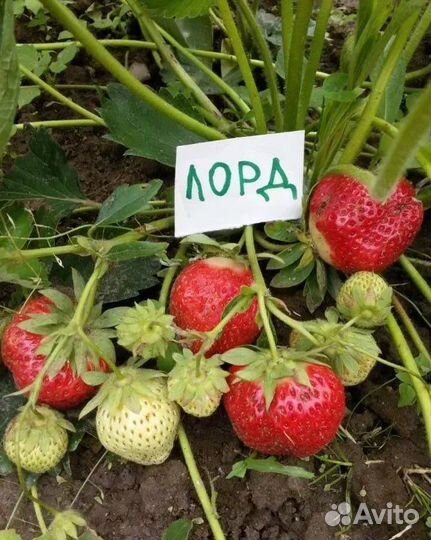 Клубника Лорд