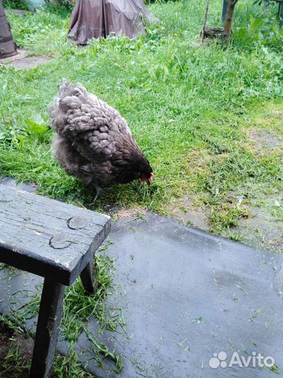 Породистые цыплята, куры, петухи 2023