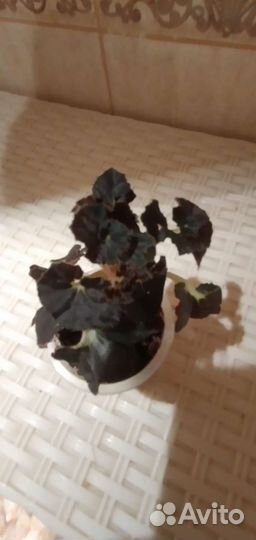 Комнатные растения