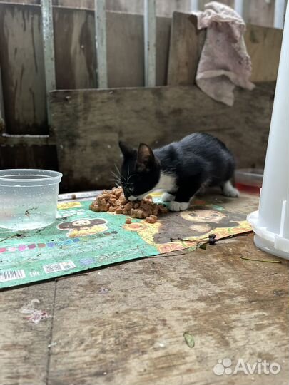 Кошка в добрые руки котенок
