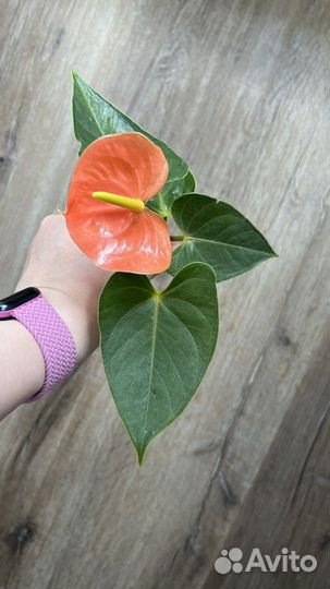 Антуриум салмон лососевый