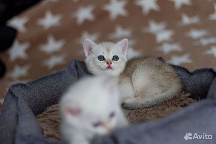 Котята британская шиншилла