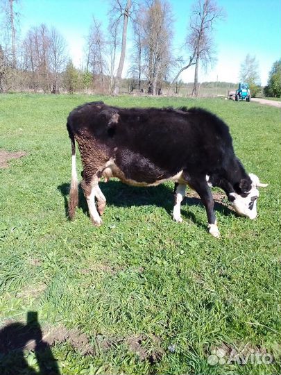 Корова дойная