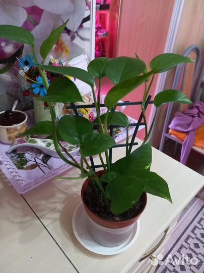 Комнатные цветы