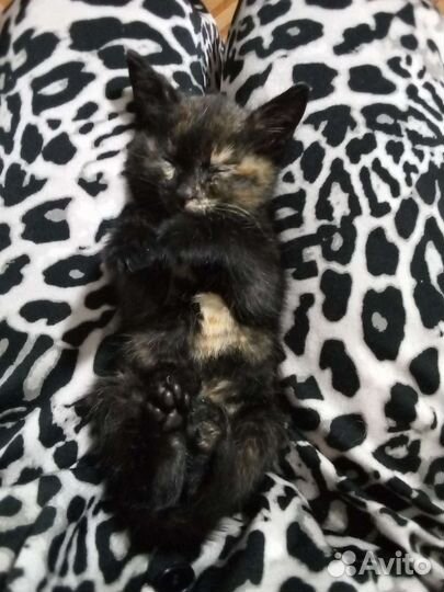 Кошка в дар бесплатно