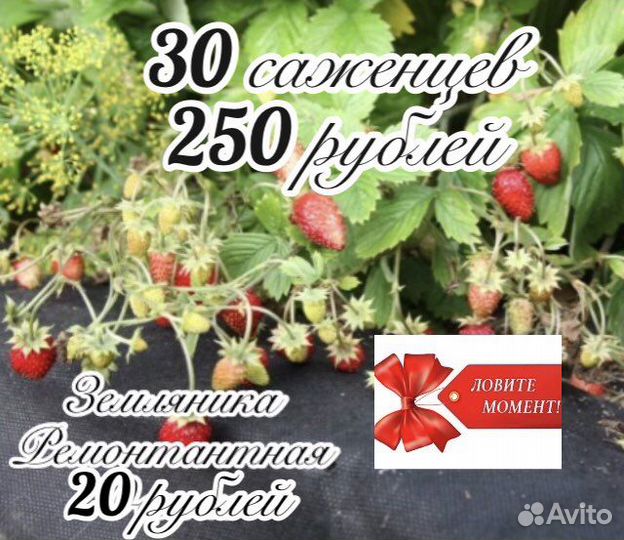 Земляника ремонтантная