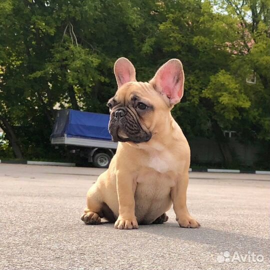 Французский бульдог щенки