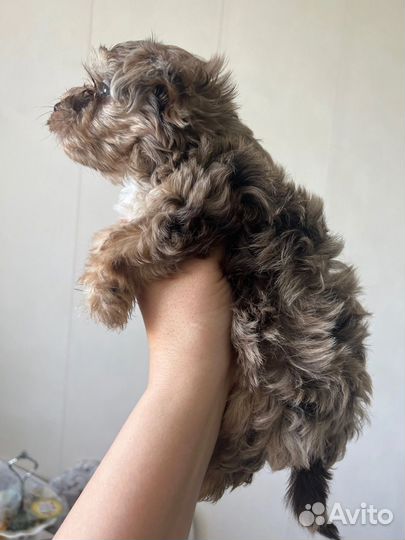 Щенки бивер йорка супер мини, мини и стандарт