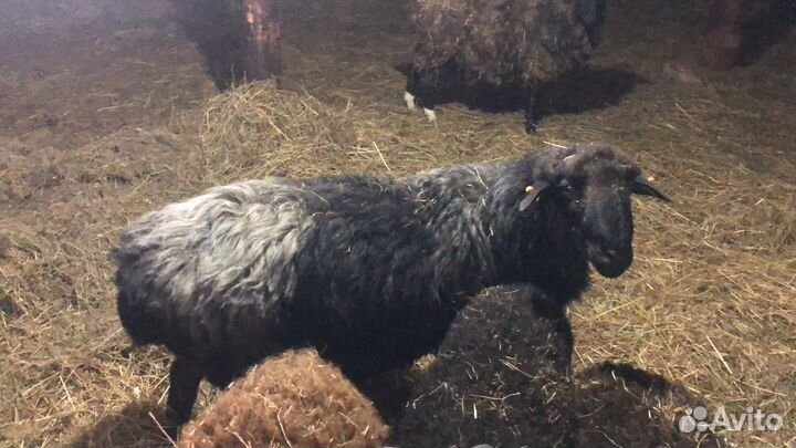 Курдючный баран гиссар,овцы, ярки,ягнята