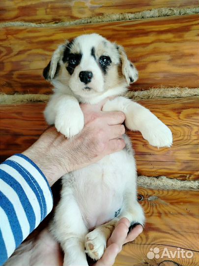 Мраморные девочки корги