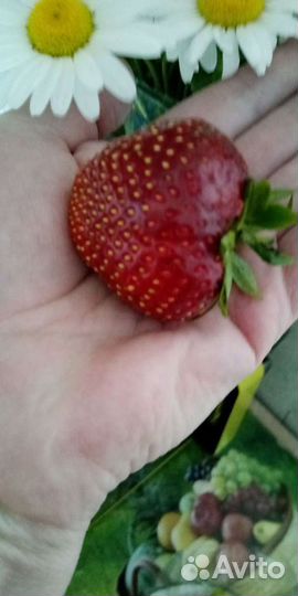 Клубника саженцы ремонтантная и обычная