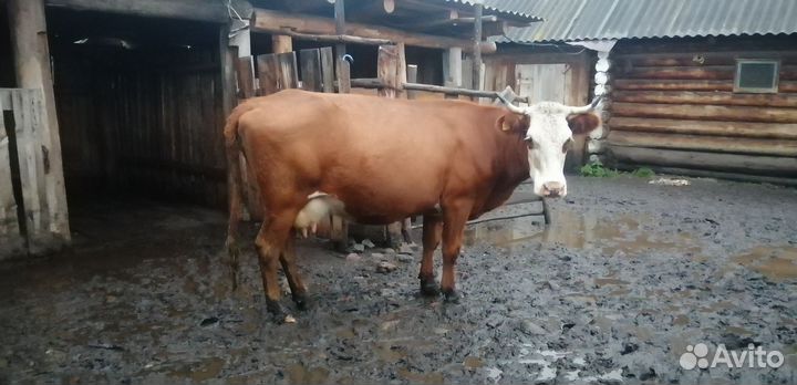 Корова дойная
