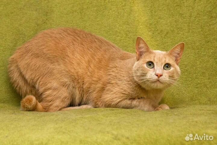 Рыжее солнышко Ричик ищет дом