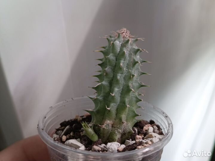 Суккуленты излишки