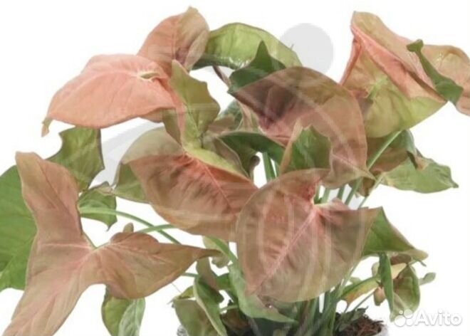 Сингониумы