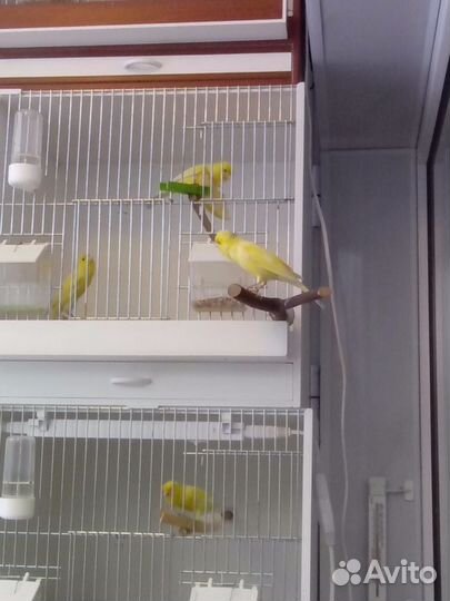 Кенара канарейки овсяночного напева от заводчика