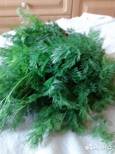 Калина, (ягоды) и укроп