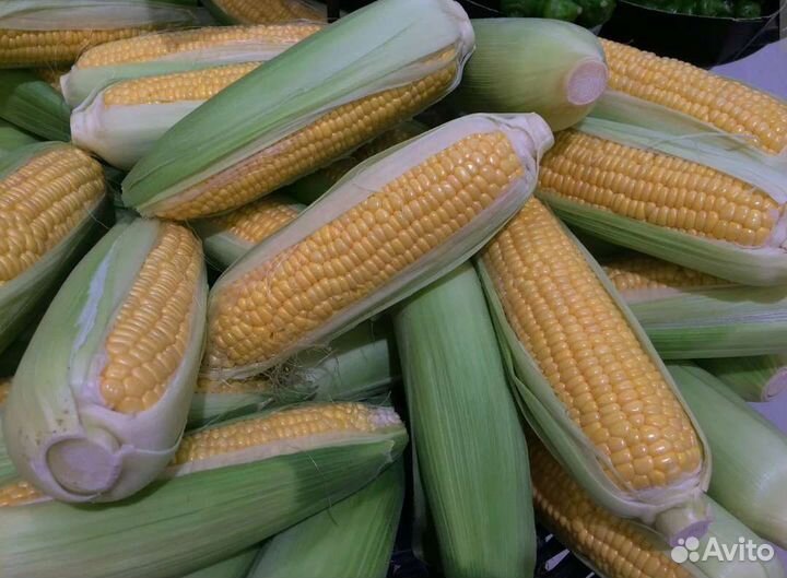 Семена сладкой кукурузы Sweety gerl F1