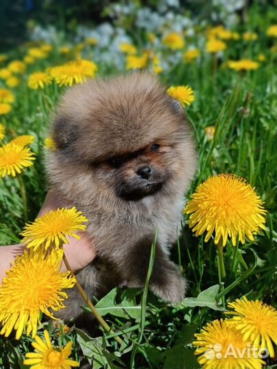 Померанский шпиц мини