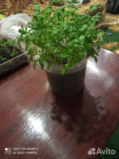 Смесь сортов