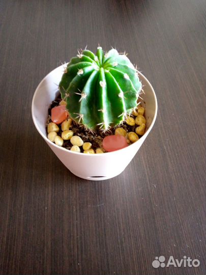 Кактусы в ассортименте