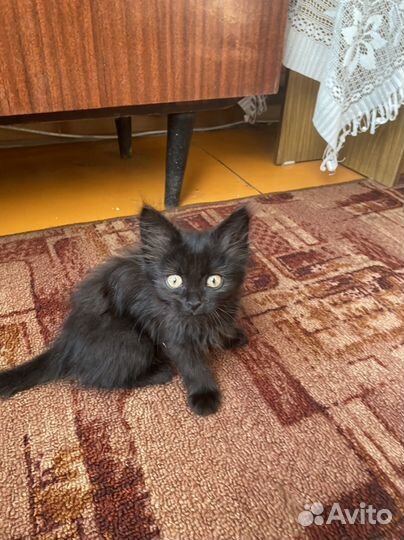 Кошка в дар бесплатно