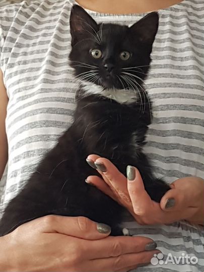 Котята в добрые руки бесплатно