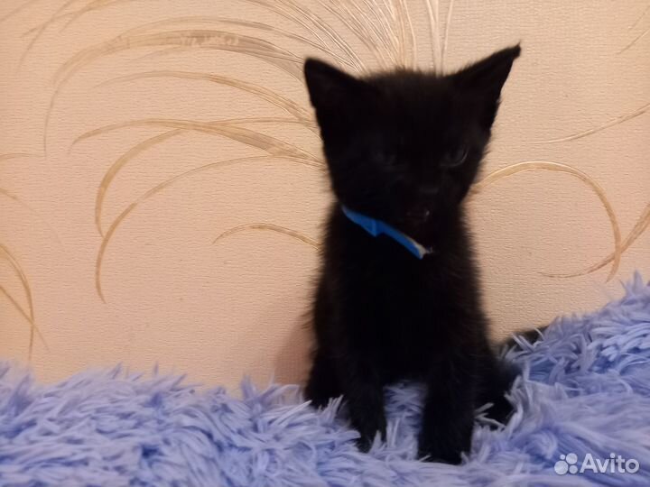 Отдам в добрые руки мальчик котенок