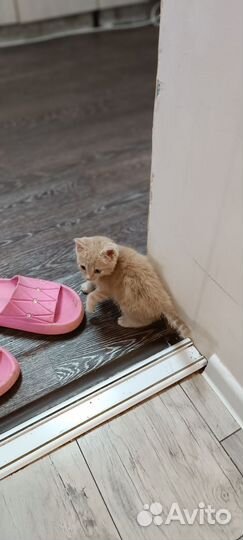 Отдам котенка