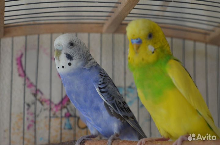 Волнистый попугай